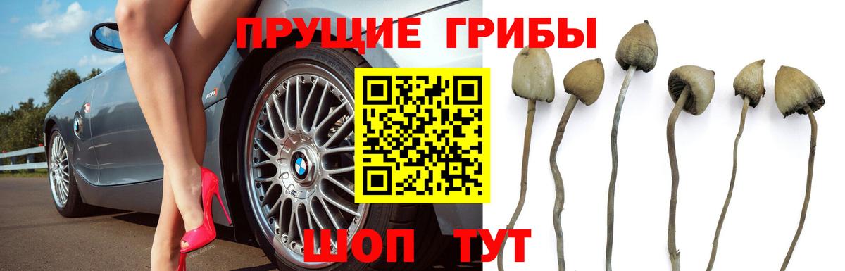Сызрань  как найти закладки  Вход с VPN  Псилоцибиновые грибы Psilocybine cubensis 